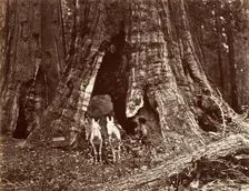 The Tripod, 94 feet circumference, 1865-66, printed ca. 1876. Creator: Carleton Emmons Watkins
