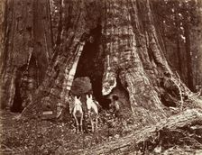 The Tripod, 94 feet circumference, 1865-66, printed ca. 1876. Creator: Carleton Emmons Watkins