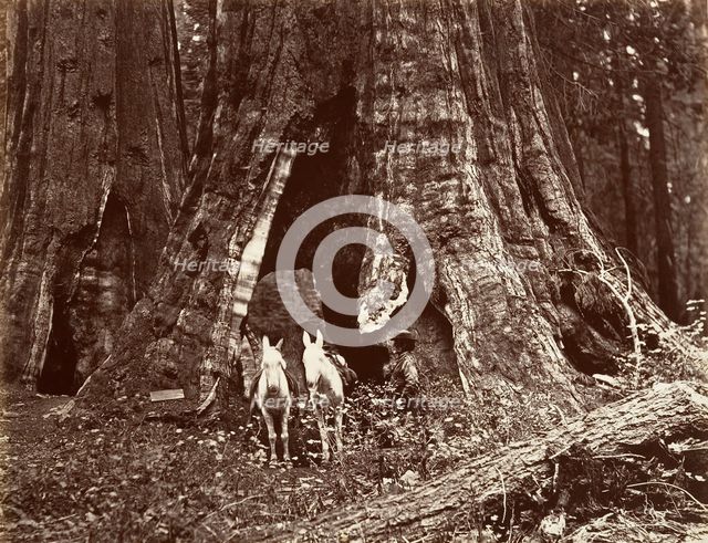The Tripod, 94 feet circumference, 1865-66, printed ca. 1876. Creator: Carleton Emmons Watkins.