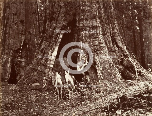 The Tripod, 94 feet circumference, 1865-66, printed ca. 1876. Creator: Carleton Emmons Watkins.