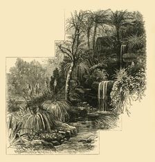 The Tropical Gardens, Battersea Park (c1878). Creator: Unknown