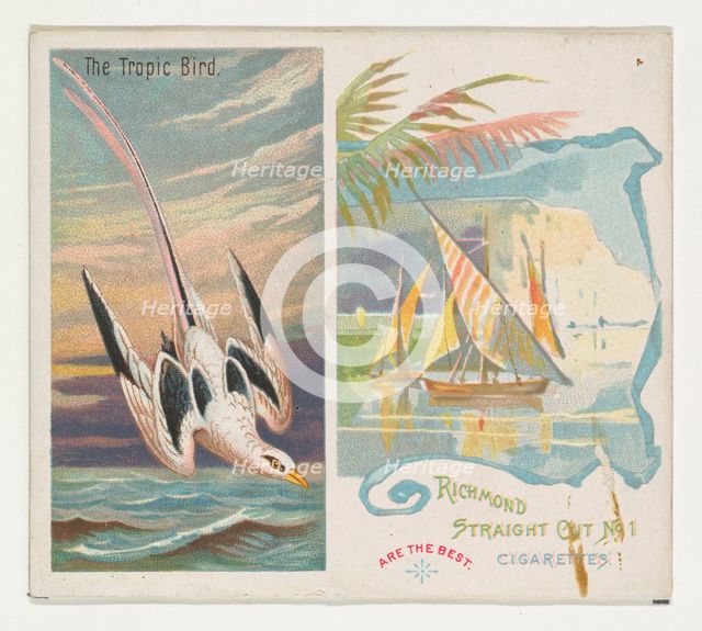 The Tropic Bird, from Birds of the Tropics series (N38) for Allen & Ginter Cigarettes, 1889. Creator: Allen & Ginter.
