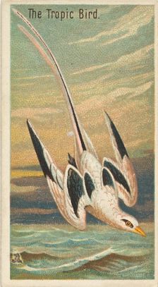 The Tropic Bird, from the Birds of the Tropics series (N5) for Allen & Ginter Cigarettes B..., 1889. Creator: Allen & Ginter