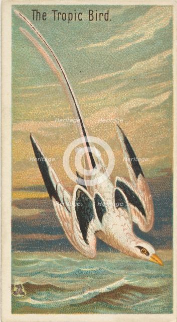 The Tropic Bird, from the Birds of the Tropics series (N5) for Allen & Ginter Cigarettes B..., 1889. Creator: Allen & Ginter.