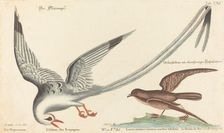 The Tropic Bird (Phaeton aethereus), probably 1743/1762. Creator: Johann Michael Seligmann