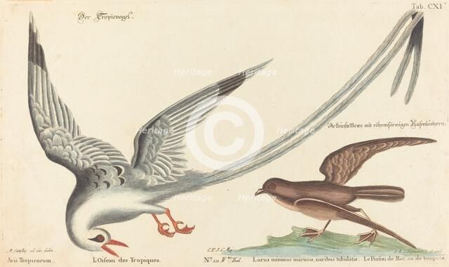 The Tropic Bird (Phaeton aethereus), probably 1743/1762. Creator: Johann Michael Seligmann.