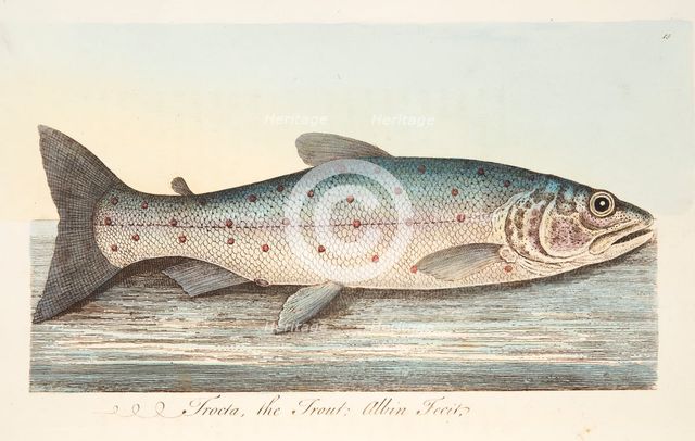 The Trout, from A Treatise on Fish and Fish-ponds, pub. 1832 (hand coloured engraving)