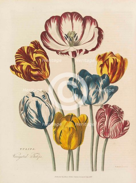The universal herbal, 1824. Creator: Green, Thomas (active 1816-1824).