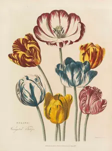 The universal herbal, 1824. Creator: Green, Thomas (active 1816-1824)