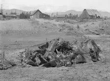 The Unruf family, stump pile, and their partly developed farm, Boundary County, Idaho,1939 Creator: Dorothea Lange