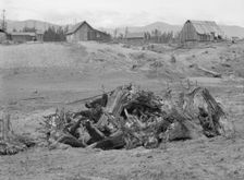 The Unruf family, stump pile, and their partly developed farm, Boundary County, Idaho,1939 Creator: Dorothea Lange