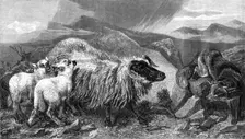 "The Unwelcome Visitor", by R. Ansdell, A.R.A., in the Exhibition of the Royal Academy, 1869. Creator: W Thomas