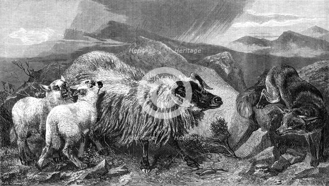 "The Unwelcome Visitor", by R. Ansdell, A.R.A., in the Exhibition of the Royal Academy, 1869. Creator: W Thomas.