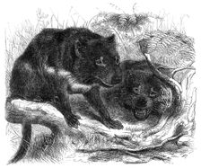 The Ursine Dasyure, or Tasmanian Devil (Dasyurus ursinus), 1861. Creator: Unknown