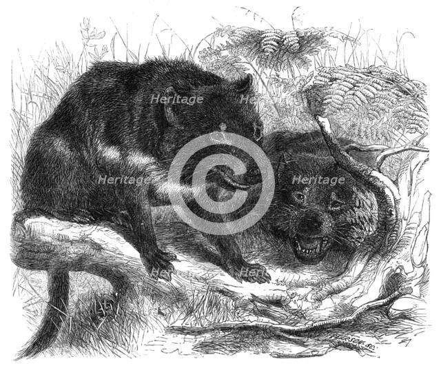 The Ursine Dasyure, or Tasmanian Devil (Dasyurus ursinus), 1861. Creator: Unknown.