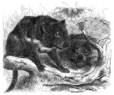 The Ursine Dasyure, or Tasmanian Devil (Dasyurus ursinus), 1861. Creator: Unknown
