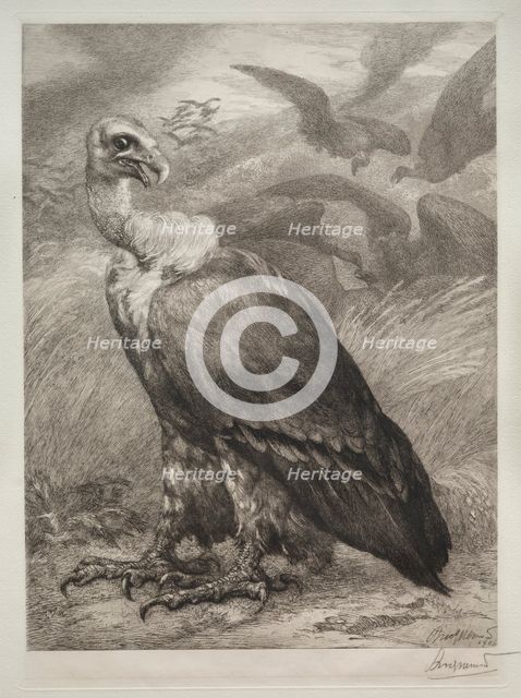 The Vulture, 1904. Creator: Félix Bracquemond (French, 1833-1914); Emil Dolot (Société des amis de l'estampes français).