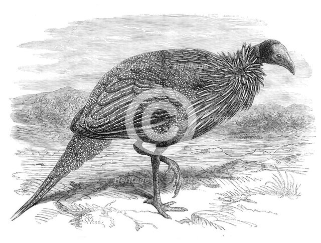 The Vulturine Guinea-Fowl in the Zoological Society's Gardens, 1870. Creator: Unknown.