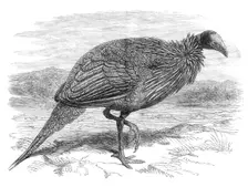 The Vulturine Guinea-Fowl in the Zoological Society's Gardens, 1870. Creator: Unknown