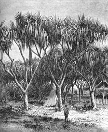 The Vacoa, or screw pine, of Madagascar; A Birds-eye View of Madagascar 1875. Creator: M.D Charnay