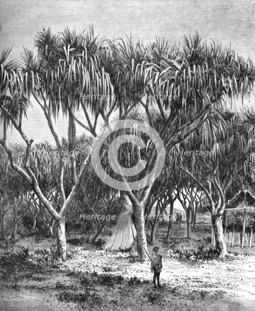 'The Vacoa, or screw pine, of Madagascar; A Birds-eye View of Madagascar', 1875. Creator: M.D Charnay.