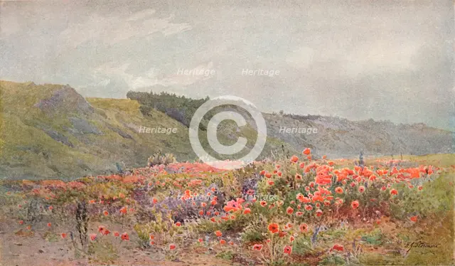 The Valley of Poppies, c1879-1903, (1903). Artist: Howard Gull Stormont