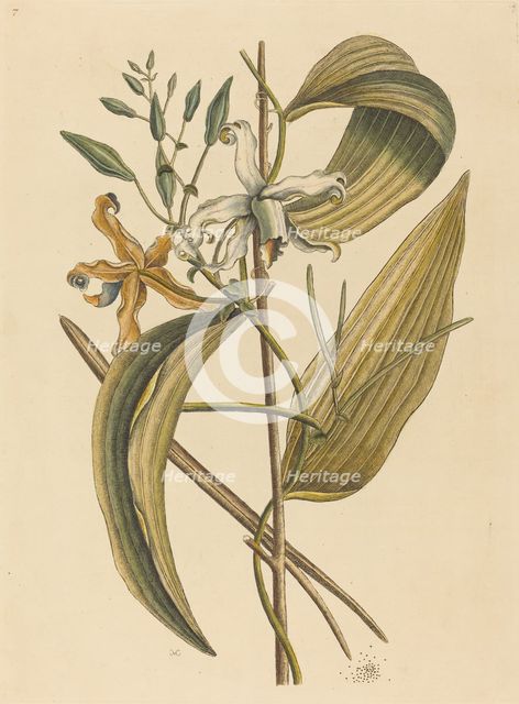 The Vanelloe (Epidendrum Vanilla), published 1731-1743. Creator: Mark Catesby.
