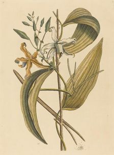 The Vanelloe (Epidendrum Vanilla), published 1731-1743. Creator: Mark Catesby