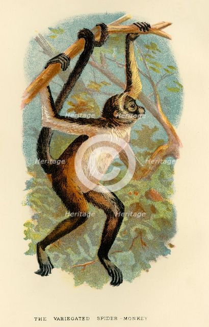 'The Variegated Spider-Monkey', 1896. Artist: Henry Ogg Forbes.