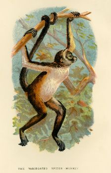 The Variegated Spider-Monkey 1896. Artist: Henry Ogg Forbes