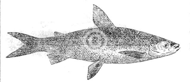 The Vendace of Loch Maben, 1862.  Creator: Unknown.