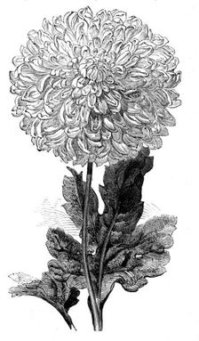 The "Vesta" Chrysanthemum now in bloom in the Temple Gardens, 1858. Creator: Unknown