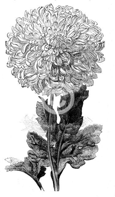 The "Vesta" Chrysanthemum now in bloom in the Temple Gardens, 1858. Creator: Unknown.