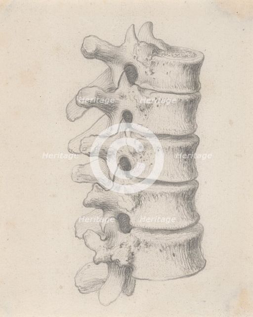 The vertebrae of the loins, relating to Cheselden's `Osteographia', by 1733. Creator: Gerard Vandergucht.