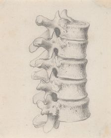 The vertebrae of the loins, relating to Cheselden's `Osteographia by 1733. Creator: Gerard Vandergucht