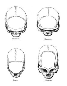 The vertical configuration of the skull, 1848