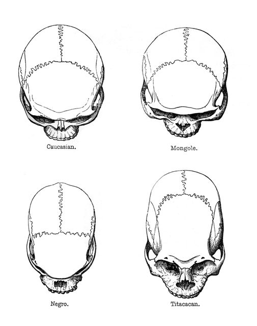 The vertical configuration of the skull, 1848. Artist: Unknown