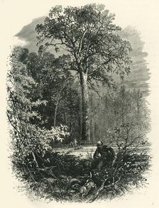 The Victoria Oak, Windsor Forest c1870