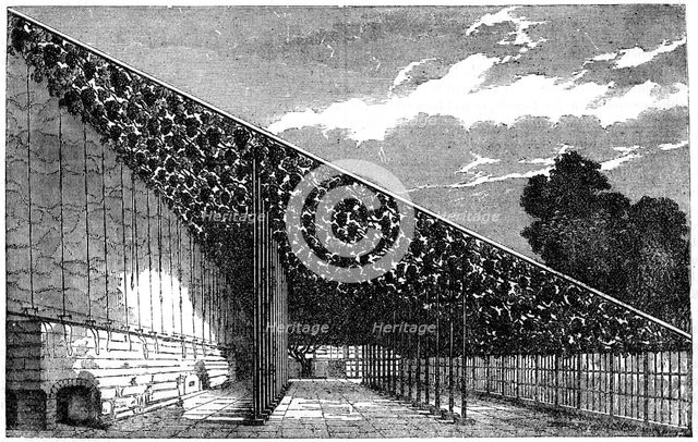 'The Vinery at Hampton Court', 19th century. Artist: Unknown