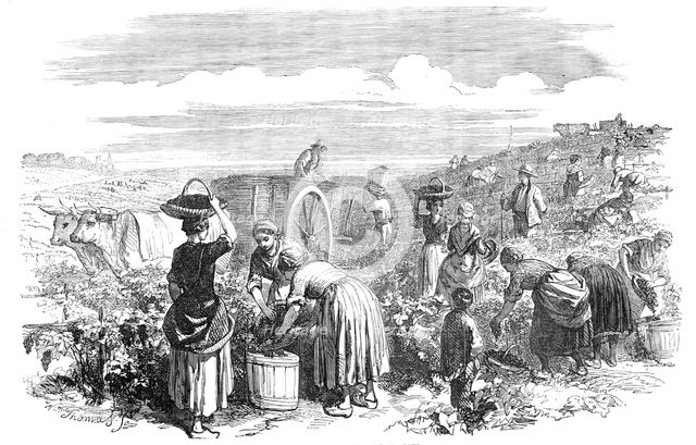 The Vintage, in Medoc, near Bordeaux, 1854. Creator: William Thomas.