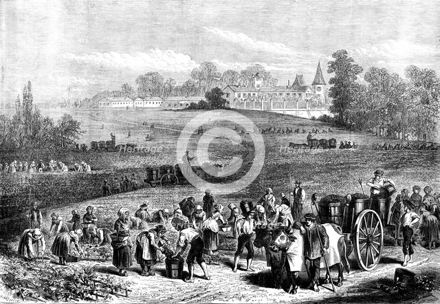 The Vintage in Medoc: the vineyards of Chateau Lafitte, 1871. Creator: Unknown.