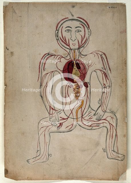 The viscera and the venous system, (between 1800 and 1899?). Creator: Unknown.