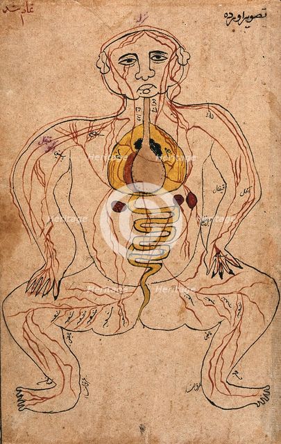 The viscera and the venous system, (between 1800 and 1899?). Creator: Unknown.