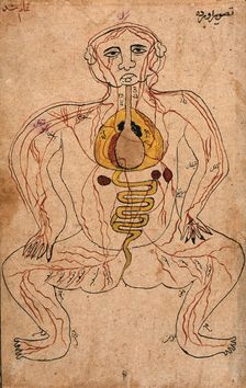 The viscera and the venous system, (between 1800 and 1899?). Creator: Unknown