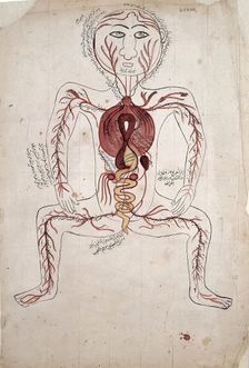 The viscera and the arterial system, (between 1800 and 1899?). Creator: Unknown