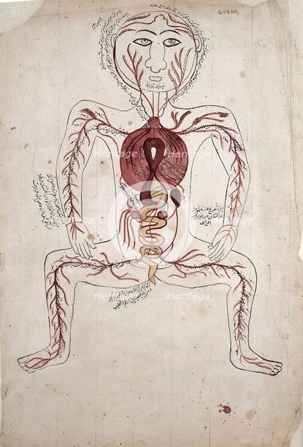 The viscera and the arterial system, (between 1800 and 1899?). Creator: Unknown.