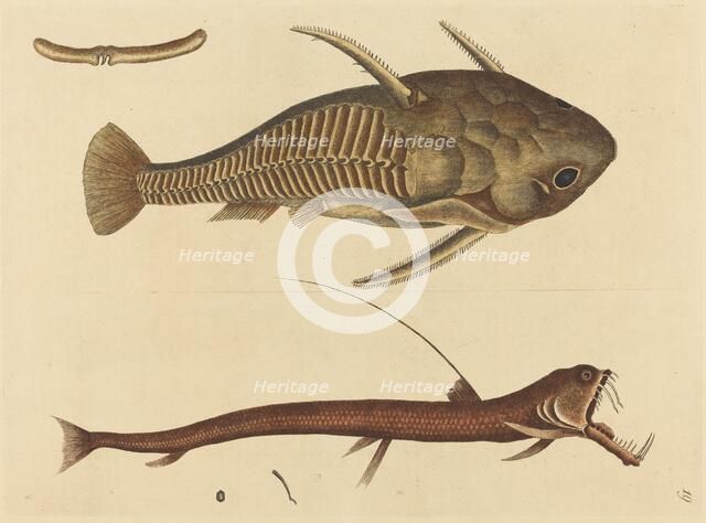 The Viper-mouth (Silurus cataphractus), published 1731-1743. Creator: Mark Catesby.