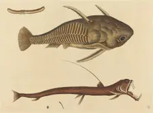 The Viper-mouth (Silurus cataphractus), published 1731-1743. Creator: Mark Catesby
