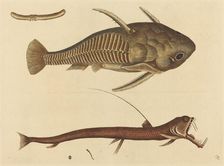 The Viper-mouth (Silurus cataphractus), published 1731-1743. Creator: Mark Catesby