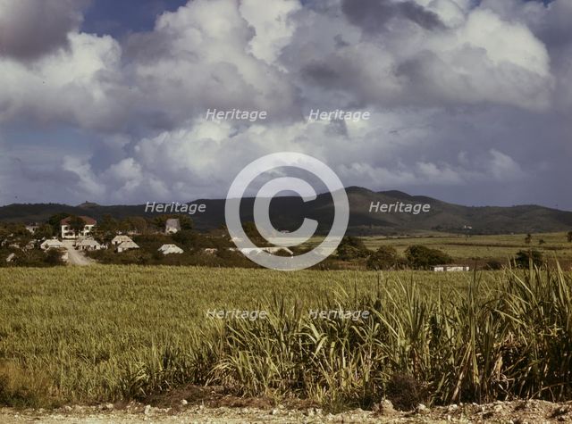 The Virgin Islands, sugar cane country, 1941. Creator: Jack Delano.